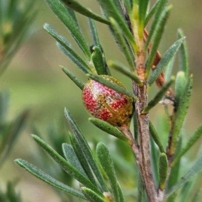 Paropsisterna fastidiosa (Eucalyptus leaf beetle) at Denman Prospect, ACT - 11 Dec 2023 by AaronClausen