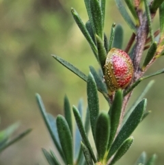 Paropsisterna fastidiosa at Denman Prospect 2 Estate Deferred Area (Block 12) - 11 Dec 2023 06:15 PM