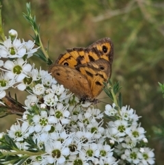 Heteronympha merope (Common Brown Butterfly) at Denman Prospect, ACT - 11 Dec 2023 by AaronClausen