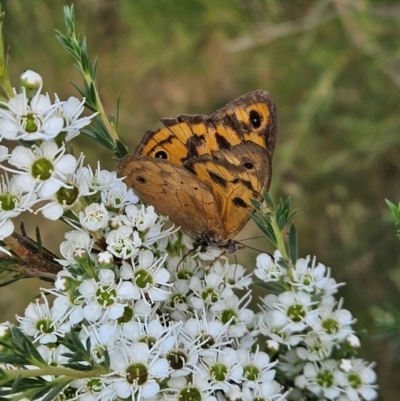 Heteronympha merope (Common Brown Butterfly) at Denman Prospect, ACT - 11 Dec 2023 by AaronClausen