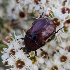 Bisallardiana gymnopleura (Brown flower chafer) at Block 402 - 11 Dec 2023 by AaronClausen