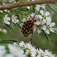 Neorrhina punctata (Spotted flower chafer) at Piney Ridge - 11 Dec 2023 by AaronClausen