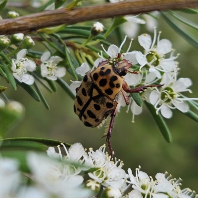 Neorrhina punctata (Spotted flower chafer) at Bluetts Block Area - 11 Dec 2023 by AaronClausen