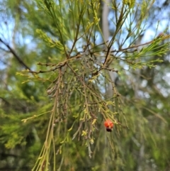 Exocarpos cupressiformis (Cherry Ballart) at Block 402 - 11 Dec 2023 by AaronClausen