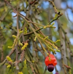 Exocarpos cupressiformis at Bluetts Block (402, 403, 12, 11) - 11 Dec 2023