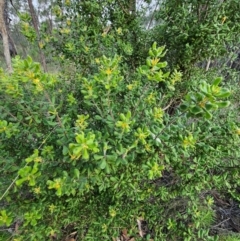 Persoonia rigida (Hairy Geebung) at Block 402 - 11 Dec 2023 by AaronClausen