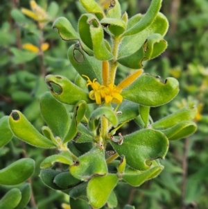 Persoonia rigida at Denman Prospect 2 Estate Deferred Area (Block 12) - 11 Dec 2023