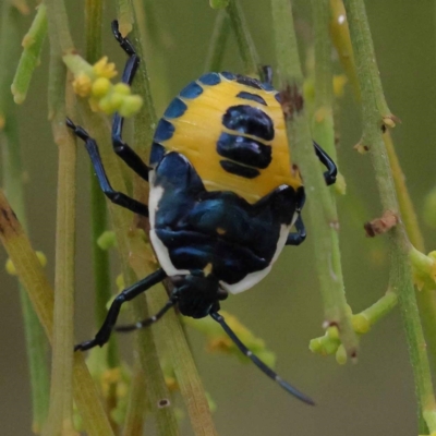 Commius elegans (Cherry Ballart Shield Bug) at Dryandra St Woodland - 9 Dec 2023 by ConBoekel