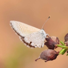 Nacaduba biocellata (Two-spotted Line-Blue) at Dryandra St Woodland - 10 Dec 2023 by ConBoekel