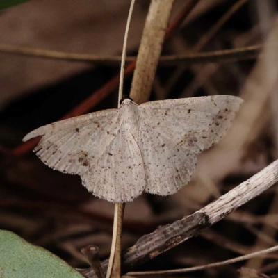 Taxeotis intextata (Looper Moth, Grey Taxeotis) at Dryandra St Woodland - 10 Dec 2023 by ConBoekel