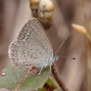 Zizina otis at Dryandra St Woodland - 10 Dec 2023