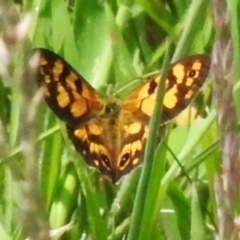 Heteronympha cordace (Bright-eyed Brown) at Paddys River, ACT - 11 Dec 2023 by JohnBundock