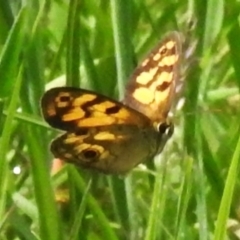 Heteronympha cordace at Namadgi National Park - 11 Dec 2023