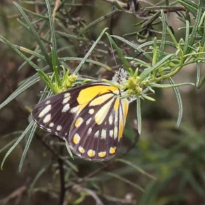 Belenois java at Dryandra St Woodland - 10 Dec 2023 11:26 AM