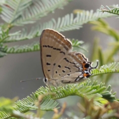 Jalmenus ictinus (Stencilled Hairstreak) at Dryandra St Woodland - 10 Dec 2023 by ConBoekel