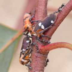 Eurymela fenestrata (Gum tree leafhopper) at Dryandra St Woodland - 10 Dec 2023 by ConBoekel