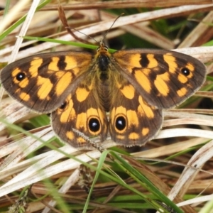 Heteronympha cordace at Namadgi National Park - 11 Dec 2023