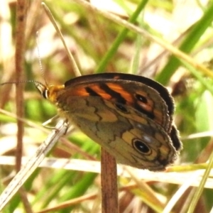 Heteronympha cordace at Namadgi National Park - 11 Dec 2023