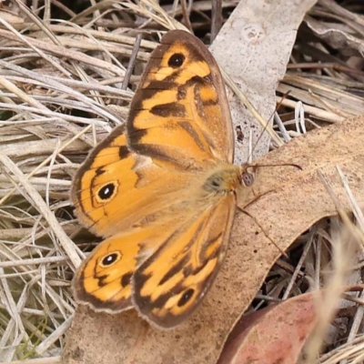 Heteronympha merope (Common Brown Butterfly) at Dryandra St Woodland - 10 Dec 2023 by ConBoekel