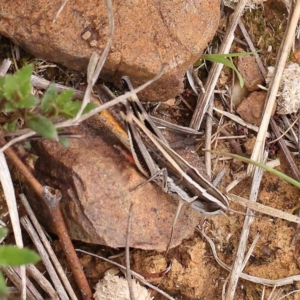 Macrotona australis at Dryandra St Woodland - 10 Dec 2023 11:14 AM