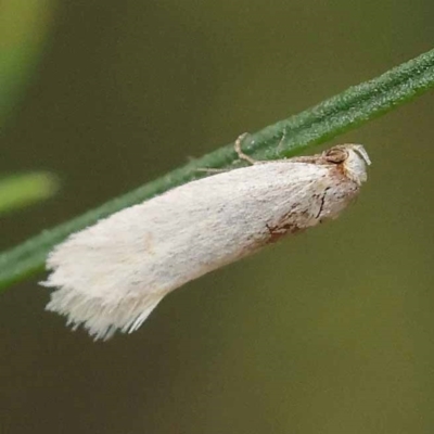 Oecophoridae (family) (Unidentified Oecophorid concealer moth) at Dryandra St Woodland - 10 Dec 2023 by ConBoekel