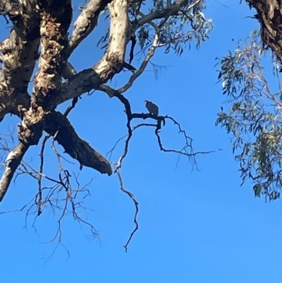 Callocephalon fimbriatum (Gang-gang Cockatoo) at Bruce Ridge - 11 Dec 2023 by JVR