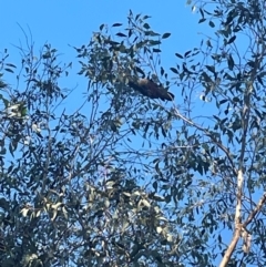 Callocephalon fimbriatum at Bruce, ACT - 11 Dec 2023