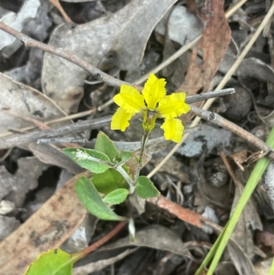 Goodenia hederacea subsp. hederacea (Ivy Goodenia, Forest Goodenia) at Bruce, ACT - 11 Dec 2023 by JVR