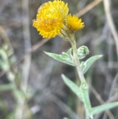 Chrysocephalum apiculatum (Common Everlasting) at Bruce Ridge to Gossan Hill - 11 Dec 2023 by JVR