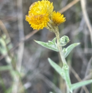 Chrysocephalum apiculatum at Bruce Ridge - 11 Dec 2023 06:54 PM