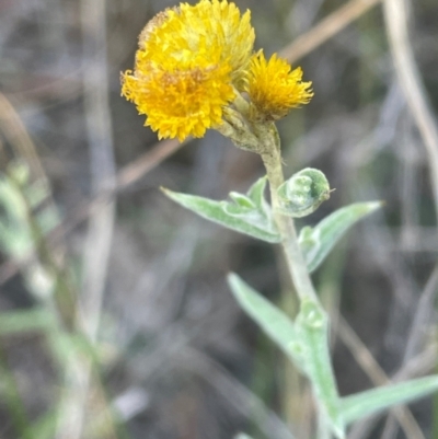 Chrysocephalum apiculatum (Common Everlasting) at Bruce, ACT - 11 Dec 2023 by JVR