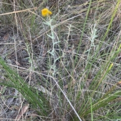 Chrysocephalum apiculatum at Bruce Ridge - 11 Dec 2023 06:54 PM