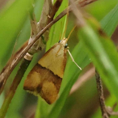 Crocanthes prasinopis (A Curved -horn moth) at Dryandra St Woodland - 10 Dec 2023 by ConBoekel