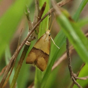 Crocanthes prasinopis at Dryandra St Woodland - 10 Dec 2023