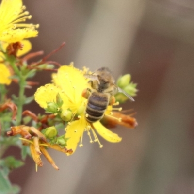 Apis mellifera (European honey bee) at Mulanggari NR (MUL_11) - 9 Dec 2023 by HappyWanderer