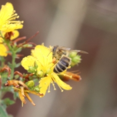 Apis mellifera at Mulanggari NR (MUL_11) - 9 Dec 2023 09:42 AM