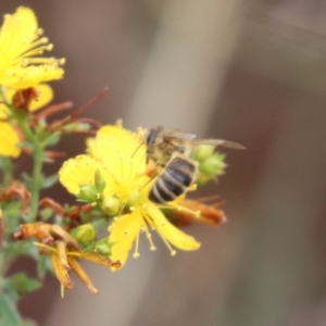 Apis mellifera at Mulanggari NR (MUL_11) - 9 Dec 2023