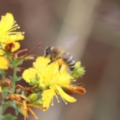 Apis mellifera at Mulanggari NR (MUL_11) - 9 Dec 2023