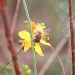 Apis mellifera at Mulanggari NR (MUL_11) - 9 Dec 2023 09:42 AM