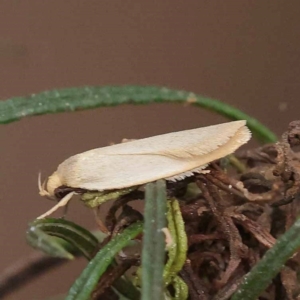 Telocharacta (genus) at Dryandra St Woodland - 10 Dec 2023