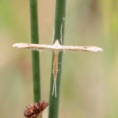 Platyptilia celidotus (Plume Moth) at O'Connor, ACT - 10 Dec 2023 by ConBoekel