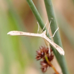 Platyptilia celidotus at Dryandra St Woodland - 10 Dec 2023