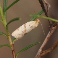 Merophyas divulsana (Lucerne Leafroller (Tortricinae, Archipini) at Dryandra St Woodland - 10 Dec 2023 by ConBoekel
