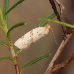 Merophyas divulsana at Dryandra St Woodland - 10 Dec 2023