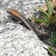 Lampropholis guichenoti (Common Garden Skink) at Rendezvous Creek, ACT - 11 Dec 2023 by JohnBundock