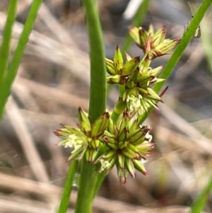 Juncus fockei at QPRC LGA - 10 Dec 2023