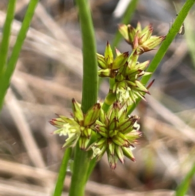 Juncus fockei (A Rush) at QPRC LGA - 10 Dec 2023 by JaneR