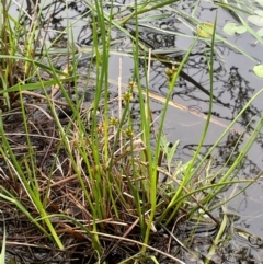 Juncus fockei at QPRC LGA - 10 Dec 2023 01:15 PM