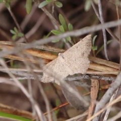 Taxeotis (genus) (Unidentified Taxeotis geometer moths) at Dryandra St Woodland - 10 Dec 2023 by ConBoekel