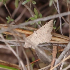 Taxeotis (genus) (Unidentified Taxeotis geometer moths) at Dryandra St Woodland - 9 Dec 2023 by ConBoekel